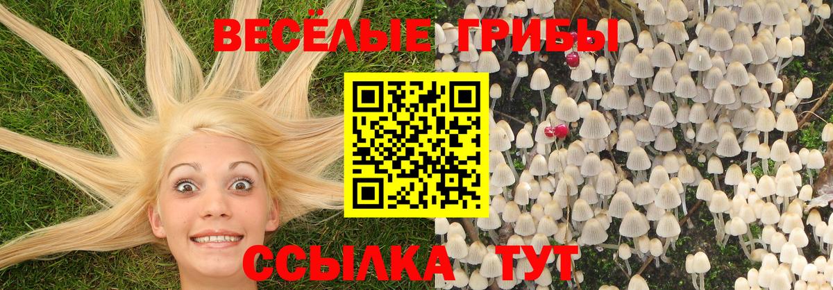 Псилоцибиновые грибы Psilocybe Сатка